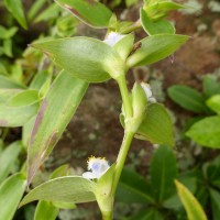 Cyanotis villosa (Spreng.) Schult. & Schult.f.